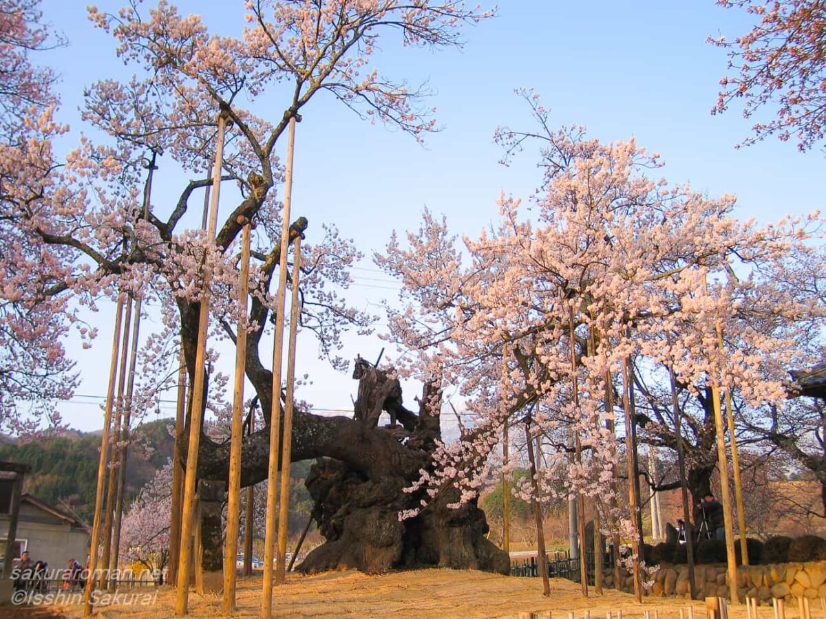 山梨県北杜市、実相寺の山高神代桜。朝日を浴びて咲き誇る、日本最古の桜の巨樹