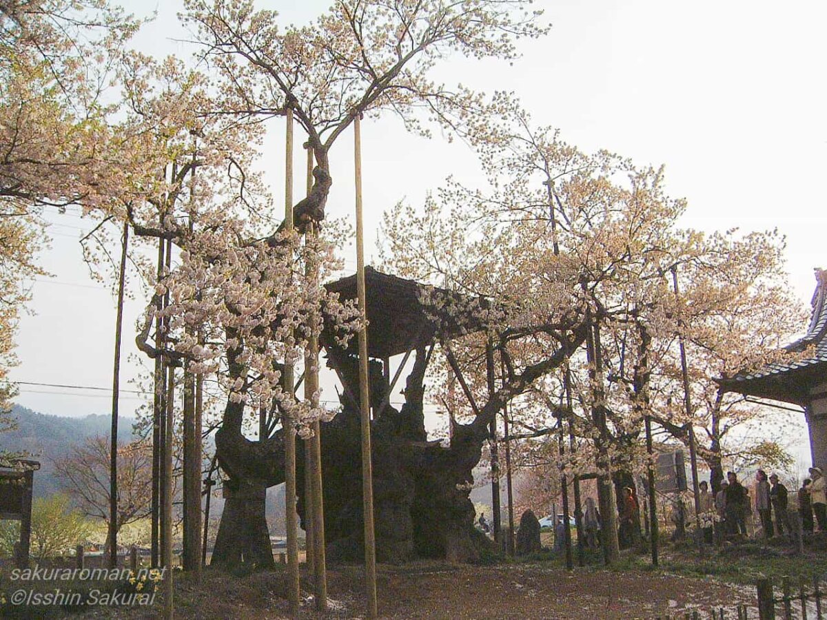 山高神代桜の古い姿。かつて幹を守るための櫓が設けられていた時の記録