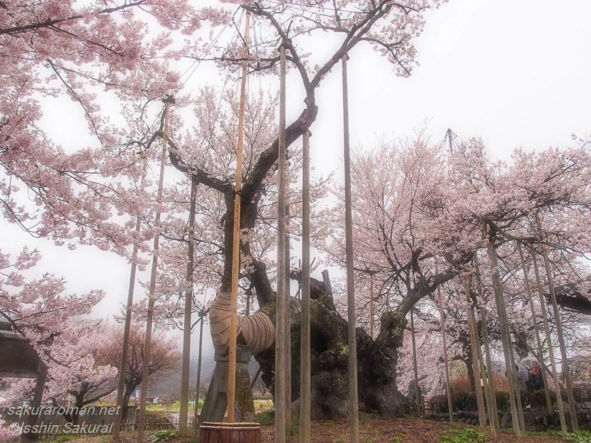 実相寺の山高神代桜。空へ伸びる主幹と複数の太枝を支える支柱が林立し、古木の幹には保護の布巻き。背景まで淡い桜色で埋まる春景